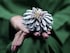Upcycled Floral Ring With 50,097 Diamonds Breaks The Guinness World Record